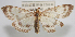  ( - NAFU Pyr002058)  @11 [ ] Copyright (2016) Jean-Francois Landry Canadian National Collection of Insects, Arachnids and Nematodes