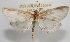  ( - NAFU Pyr002059)  @11 [ ] Copyright (2016) Jean-Francois Landry Canadian National Collection of Insects, Arachnids and Nematodes