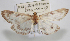  ( - NAFU Pyr002061)  @11 [ ] Copyright (2016) Jean-Francois Landry Canadian National Collection of Insects, Arachnids and Nematodes