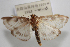  ( - NAFU Pyr002062)  @11 [ ] Copyright (2016) Jean-Francois Landry Canadian National Collection of Insects, Arachnids and Nematodes