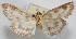  ( - NAFU Pyr002064)  @11 [ ] Copyright (2016) Jean-Francois Landry Canadian National Collection of Insects, Arachnids and Nematodes