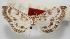  ( - NAFU Pyr002065)  @11 [ ] CreativeCommons  Attribution Non-Commercial Share-Alike (2016) Zhaofu Yang Northwest A&F University