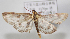  ( - NAFU Pyr002066)  @11 [ ] CreativeCommons  Attribution Non-Commercial Share-Alike (2016) Zhaofu Yang Northwest A&F University