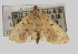  (Mimetebulea - Pyr000234)  @14 [ ] Copyright (2010) Unspecified Northwest Agriculture and Forest University