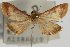  (Pyrausta contigualis - Pyr000255)  @13 [ ] Copyright (2010) Unspecified Northwest Agriculture and Forest University