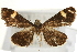  (Pyrausta pullatalis - Pyr000263)  @13 [ ] Copyright (2010) Unspecified Northwest Agriculture and Forest University