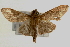  (Omiodes sp. 1 ZY - Pyr000323)  @12 [ ] Copyright (2010) Unspecified Northwest Agriculture and Forest University