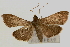  ( - Pyr000324)  @13 [ ] Copyright (2010) Unspecified Northwest Agriculture and Forest University
