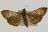  ( - Pyr000326)  @13 [ ] Copyright (2010) Unspecified Northwest Agriculture and Forest University