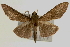  (Omiodes sp. 2 ZY - Pyr000328)  @14 [ ] Copyright (2010) Unspecified Northwest Agriculture and Forest University