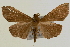  ( - Pyr000337)  @13 [ ] Copyright (2010) Unspecified Northwest Agriculture and Forest University