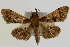  (Omiodes surrectalis - Pyr000340)  @14 [ ] Copyright (2010) Unspecified Northwest Agriculture and Forest University