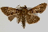  ( - Pyr000341)  @13 [ ] Copyright (2010) Unspecified Northwest Agriculture and Forest University