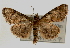  ( - Pyr000343)  @11 [ ] Copyright (2010) Unspecified Northwest Agriculture and Forest University