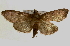  ( - Pyr000385)  @13 [ ] Copyright (2010) Unspecified Northwest Agriculture and Forest University