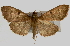  (Omiodes pernitescens - Pyr000386)  @15 [ ] Copyright (2010) Unspecified Northwest Agriculture and Forest University