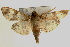  (Patania clava - Pyr000411)  @14 [ ] Copyright (2010) Unspecified Northwest Agriculture and Forest University