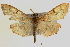  ( - Pyr000425)  @11 [ ] Copyright (2010) Unspecified Northwest Agriculture and Forest University