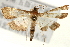  ( - Pyr000865)  @13 [ ] Copyright (2010) Unspecified Northwest Agriculture and Forest University