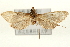  ( - Pyr000918)  @12 [ ] Copyright (2010) Unspecified Northwest Agriculture and Forest University