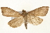  (Eumorphobotys - Pyr000941)  @14 [ ] Copyright (2010) Unspecified Northwest Agriculture and Forest University