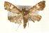  ( - Pyr000978)  @11 [ ] Copyright (2010) Unspecified Northwest Agriculture and Forest University
