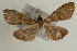  ( - Pyr000652)  @13 [ ] Copyright (2010) Unspecified Northwest Agriculture and Forest University