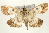  (Nosophora euryterminalis - Pyr000982)  @14 [ ] Copyright (2010) Unspecified Northwest Agriculture and Forest University