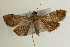  ( - Pyr000654)  @13 [ ] Copyright (2010) Unspecified Northwest Agriculture and Forest University