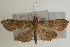  (Omiodes tristrialis - Pyr000655)  @14 [ ] Copyright (2010) Unspecified Northwest Agriculture and Forest University