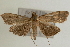  (Omiodes dairalis - Pyr000656)  @13 [ ] Copyright (2010) Unspecified Northwest Agriculture and Forest University