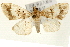  (Pseudebulea - Pyr000996)  @15 [ ] Copyright (2010) Unspecified Northwest Agriculture and Forest University