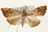  ( - Pyr001007)  @14 [ ] Copyright (2010) Unspecified Northwest Agriculture and Forest University