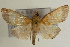  (Sinibotys - Pyr000680)  @14 [ ] Copyright (2010) Unspecified Northwest Agriculture and Forest University