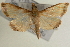  (Crocidophora habisalis - Pyr000681)  @13 [ ] Copyright (2010) Unspecified Northwest Agriculture and Forest University