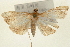  ( - Pyr001017)  @12 [ ] Copyright (2010) Unspecified Northwest Agriculture and Forest University