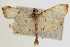  (Pycnarmon cribrata - Pyr000688)  @14 [ ] Copyright (2010) Unspecified Northwest Agriculture and Forest University