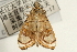  (Pycnarmon nr. pantherata - Pyr000705)  @12 [ ] Copyright (2010) Unspecified Northwest Agriculture and Forest University