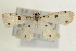  (Pycnarmon lactiferalis - Pyr000717)  @14 [ ] Copyright (2010) Unspecified Northwest Agriculture and Forest University