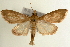  (Crypsiptya - Pyr000743)  @14 [ ] Copyright (2010) Unspecified Northwest Agriculture and Forest University