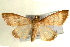  ( - Pyr000753)  @11 [ ] Copyright (2010) Unspecified Northwest Agriculture and Forest University