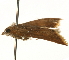  ( - Pyr000766)  @11 [ ] Copyright (2010) Unspecified Northwest Agriculture and Forest University