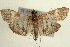  ( - Pyr000787)  @13 [ ] Copyright (2010) Unspecified Northwest Agriculture and Forest University