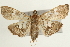  ( - Pyr000788)  @13 [ ] Copyright (2010) Unspecified Northwest Agriculture and Forest University