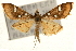  (Cotachena pubescens - Pyr000797)  @14 [ ] Copyright (2010) Unspecified Northwest Agriculture and Forest University