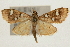  ( - Pyr000799)  @11 [ ] Copyright (2010) Unspecified Northwest Agriculture and Forest University
