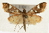  ( - Pyr000802)  @14 [ ] Copyright (2010) Unspecified Northwest Agriculture and Forest University