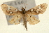  ( - Pyr000808)  @11 [ ] Copyright (2010) Unspecified Northwest Agriculture and Forest University