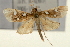  ( - Pyr000812)  @13 [ ] Copyright (2010) Unspecified Northwest Agriculture and Forest University