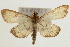  (Goniorhynchus exemplaris - Pyr000833)  @15 [ ] Copyright (2010) Unspecified Northwest Agriculture and Forest University